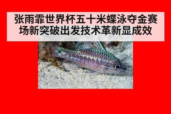 张雨霏世界杯五十米蝶泳夺金赛场新突破出发技术革新显成效